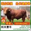 五一期間山東肉牛肉驢價格優惠