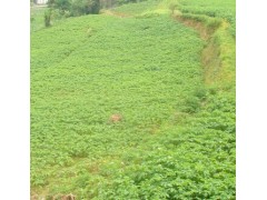 劍川紅云南馬鈴薯新代表劍川縣山母馬鈴薯農民專業合作社圖2