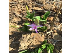 云南文山硯山白芨價(jià)格,藥材扶持白芨種植,圖2