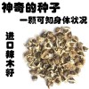 印度進口辣木籽 成活率比市面高8% 全國招商