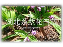 常年供應(yīng)白芨組培苗、馴化苗、白芨種莖圖2