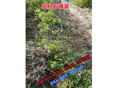 大理永平軟籽石榴苗圖片_軟籽石榴苗價格信息圖1