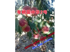 優質冬桃苗中華2號批發_ 永平縣石家村新品種果苗繁育基地圖3