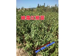 優質冬桃苗中華2號批發_ 永平縣石家村新品種果苗繁育基地圖2