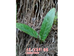 云南昆明火草（百眉草）功效——商家13888679809圖2