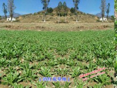 滇紅花種苗_滇紅花供應商家_滇紅花新市場報價參數圖2