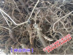 供應優質云南紫草烏種苗_麗江寧蒗縣種植專業合作社圖2