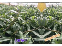 云南白芨種苗出售＆ 白芨(瓶苗/馴化苗)新品種苗價格圖2