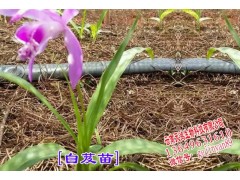 云南白芨種苗出售＆ 白芨(瓶苗/馴化苗)新品種苗價格圖3