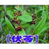 云南普洱產地伏苓批發*伏苓種植技術指導%包回收公司