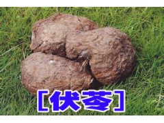 云南普洱產地伏苓批發*伏苓種植技術指導%包回收公司圖2