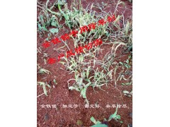 獨定子種植用藥除草*用什么除草劑?獨定子專用除草劑價格@13987124018圖2