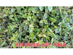 快遞金鐵鎖除草劑[獨定子苗后專用除草劑]供應^云南金鐵鎖除草劑銷售電話13987124018圖3