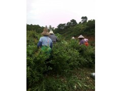 種植軟籽石榴對(duì)土壤、氣候的要求圖3