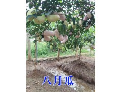 玉溪提供采摘*自助燒烤地方/玉溪種植園產品圖3