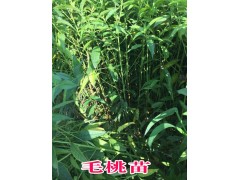 鐵核桃苗（營養袋苗）/鐵核桃苗樹苗供應銷售圖3