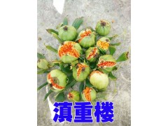 會澤重樓種子圖片*會澤重樓種植基地信息*優質滇重樓銷售圖2