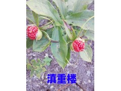 會澤重樓種子圖片*會澤重樓種植基地信息*優質滇重樓銷售圖3