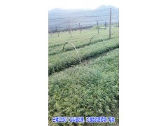 保山【云南紅豆杉】（又叫油松果,可提煉抗癌藥物）供應(yīng)信息圖3