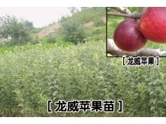 [龍威蘋果苗]特點石成,成活率高,價格低,抗寒度高,抗旱度好。圖3