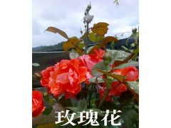 云南玫瑰花（品種）價格/云南玫瑰花基地苗木銷售信息圖2