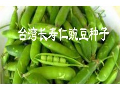 長壽仁豌豆圖片@全新長壽仁豌豆種子基地價格@哪里的長壽仁豌豆種子好圖3