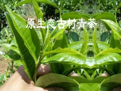 古樹茶完整單株生散茶批發(fā)價格圖3