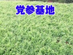 黨參種植畝產(chǎn)量&云南臭參價格*昭通臭黨參種植圖3