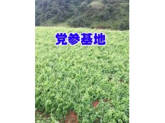 新臭黨參(黨參)基地價格@昭通黨參種子苗價格(批發)圖3