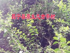 云南單棵生態(tài)古樹茶哪里有賣圖3