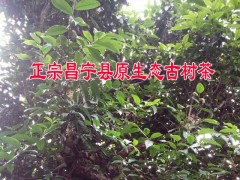 云南單棵生態(tài)古樹茶哪里有賣圖2