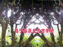 昌寧烤青茶@昌寧古樹茶曬青茶@農戶昌寧古樹散茶價格(包郵)圖3