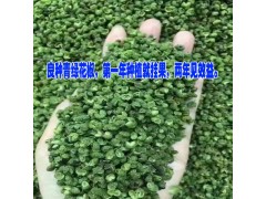 云南綠青花椒團購/價格/品牌/青花椒苗,青花椒苗圖3