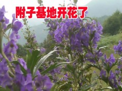 麗江【鮮附子]%|原生態附子好的附子|麗江附子批發價格|附子萌發菌|圖3