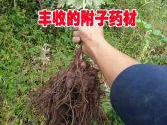 麗江附子（也叫草烏、鹽烏頭、鵝兒花）銷售信息/優質附子直銷圖2