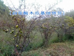 白花酸木瓜→云南白花酸木瓜價(jià)格|白花酸木瓜基地|白花酸木瓜銷售圖2