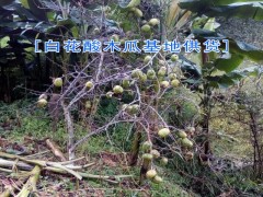 保山龍陵白花酸木瓜種植戶直銷|哪里有白花酸木瓜供貨商圖2