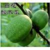 云南白花酸木瓜供應銷售信息|優質云南白花酸木瓜基地直銷