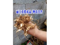 云南重樓|麗江重樓種子價(jià)格|重樓種苗哪里在出售?圖1