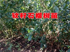 云南麗江軟籽石榴價(jià)格多少*不需要吐籽的叫軟籽石榴13769217896圖2