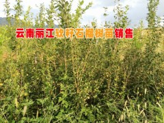 云南石榴基地% 超大籽石榴* 麗江軟籽石榴種苗基地 & 云南軟籽石榴小苗基地&圖2