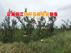 軟籽石榴基地|軟籽石榴樹苗批發|本地基地供應軟籽石榴樹苗|圖2