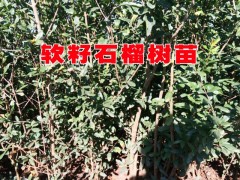 軟籽石榴基地|軟籽石榴樹苗批發|本地基地供應軟籽石榴樹苗|圖3