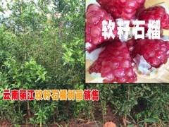 麗江石榴樹價(jià)格% 云南石榴樹苗基地%云南軟籽石榴種苗銷售圖2