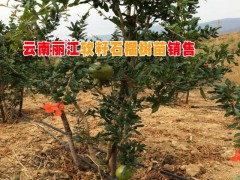 麗江石榴樹價(jià)格% 云南石榴樹苗基地%云南軟籽石榴種苗銷售圖3