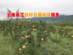 云南軟籽石榴小苗基地&  云南石榴樹苗*  軟籽石榴樹苗圖3