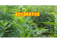 冬桃苗哪里的好/賓川!冬桃苗銷售供應信息&冬桃苗批發采購圖2