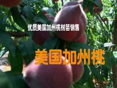 云南美國加州桃苗批發廠家&映霜紅桃苗適合海拔多少地方種植%圖1