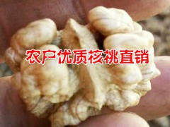 云南薄殼核桃嫁接苗|玉龍核桃仁價格麗江核桃產地圖2