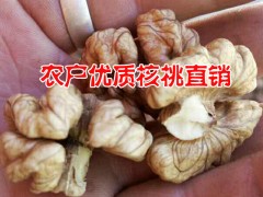 云南薄殼核桃嫁接苗|玉龍核桃仁價格麗江核桃產地圖3